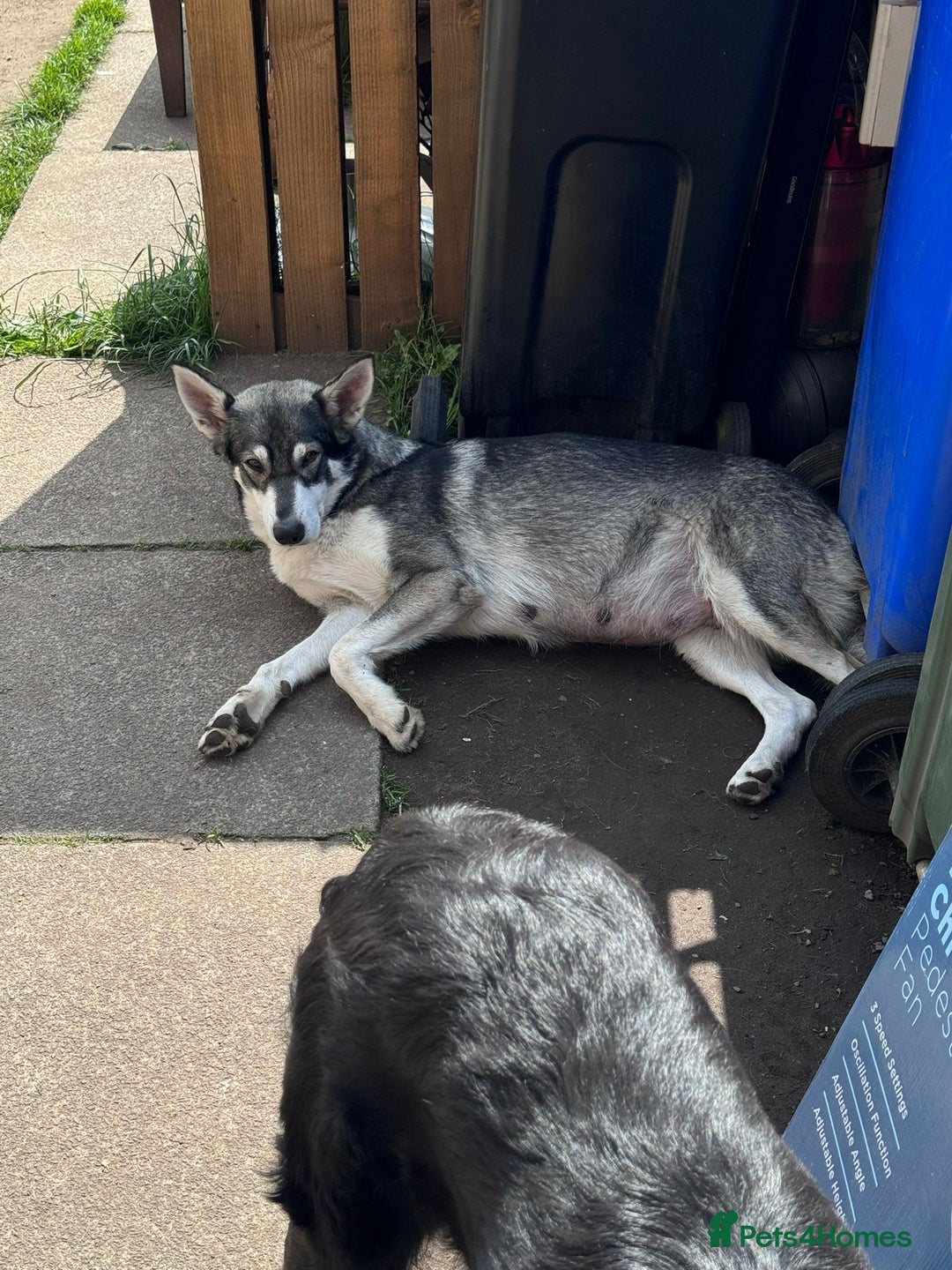 Mixed Breed dogs for sale: Northern Inuit cross American akita  - Image 26