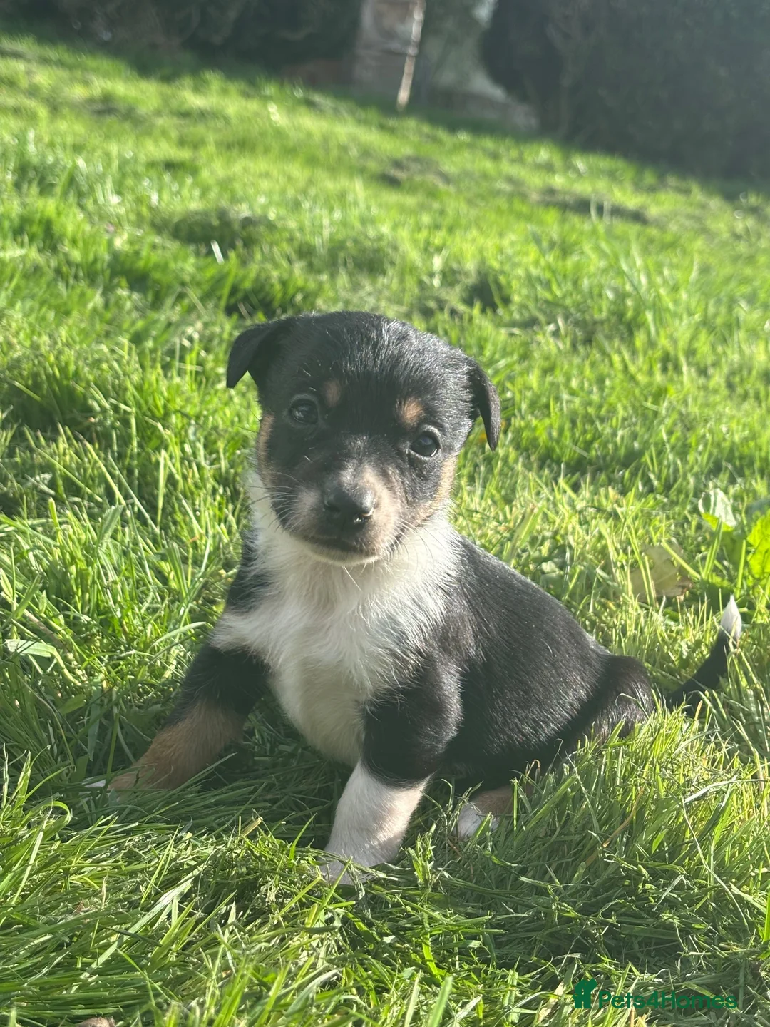 Jack Russell dogs for sale: jack Russel puppies for sale  - Advert 21