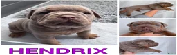 Olde English Bulldogge dogs for sale: Champion Sired Health Tested OEB puppies - Advert 36