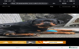 Rottweiler dogs for sale: Top quality European bloodlines rottweiler Puppies - Image 8