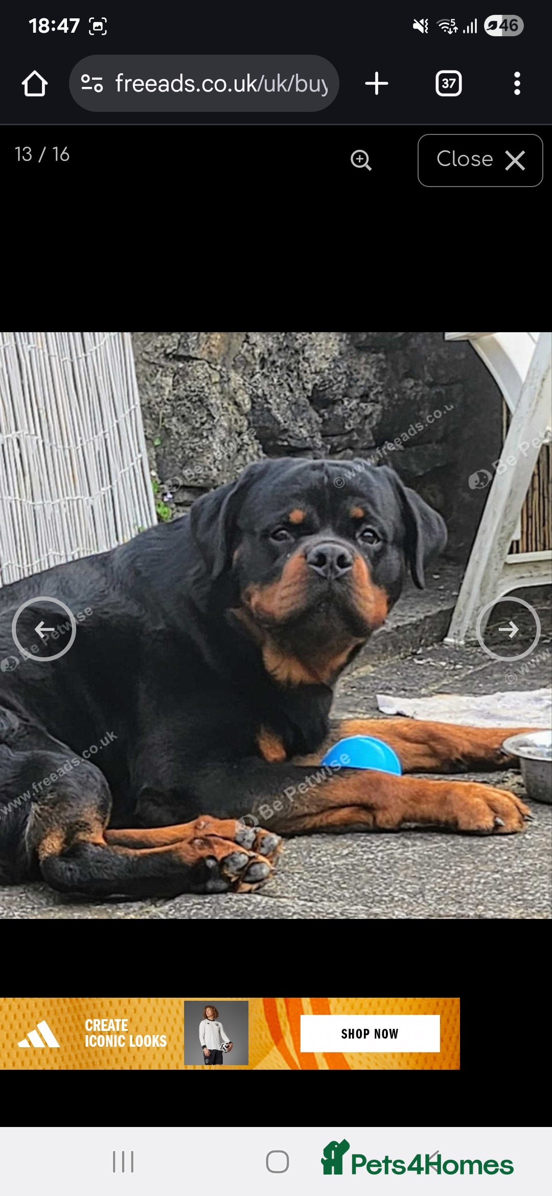 Rottweiler dogs for sale: Top quality European bloodlines rottweiler Puppies - Image 8
