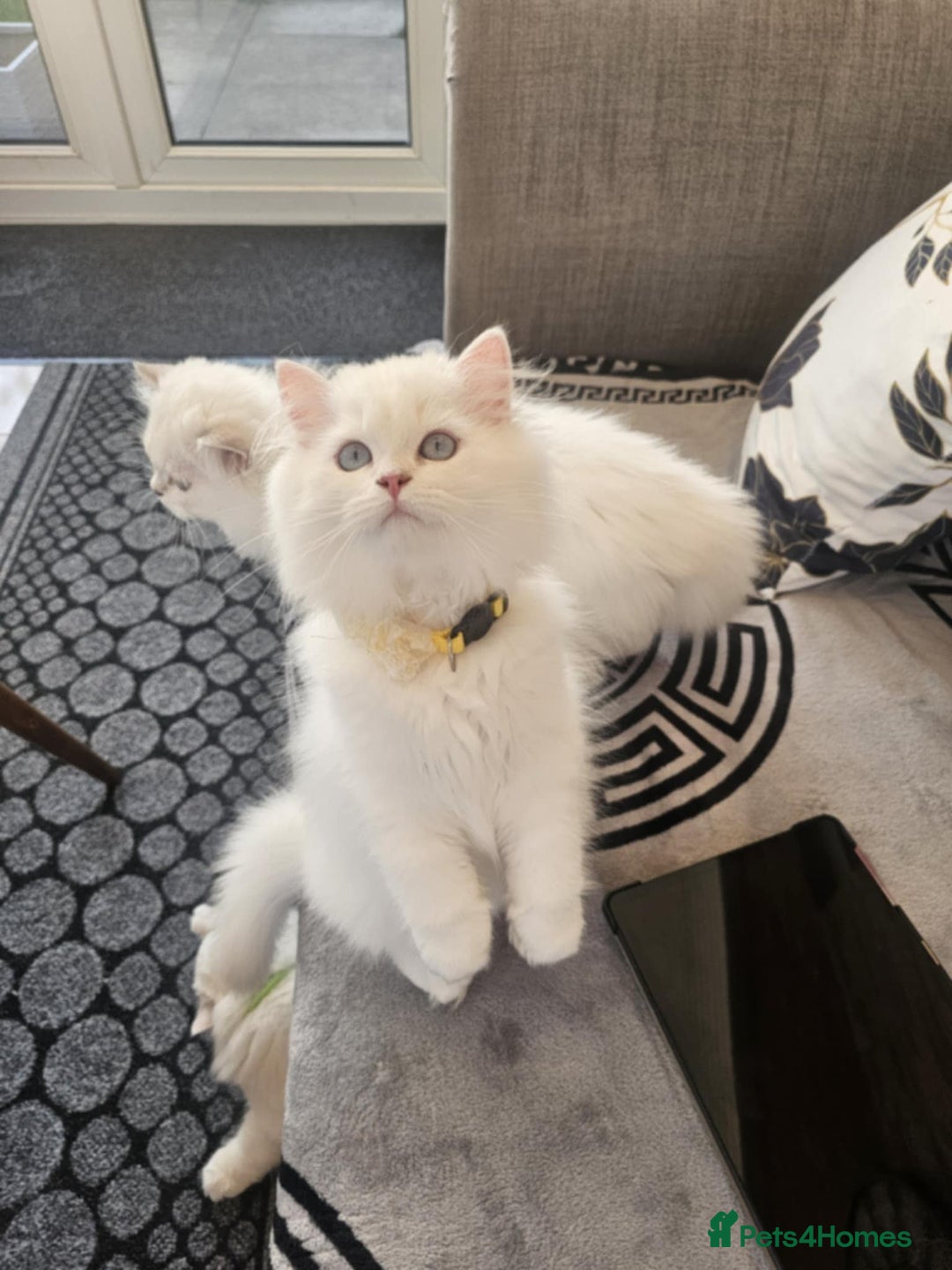 British Longhair cats for sale: Mochi-British Longhair boy - Advert 2
