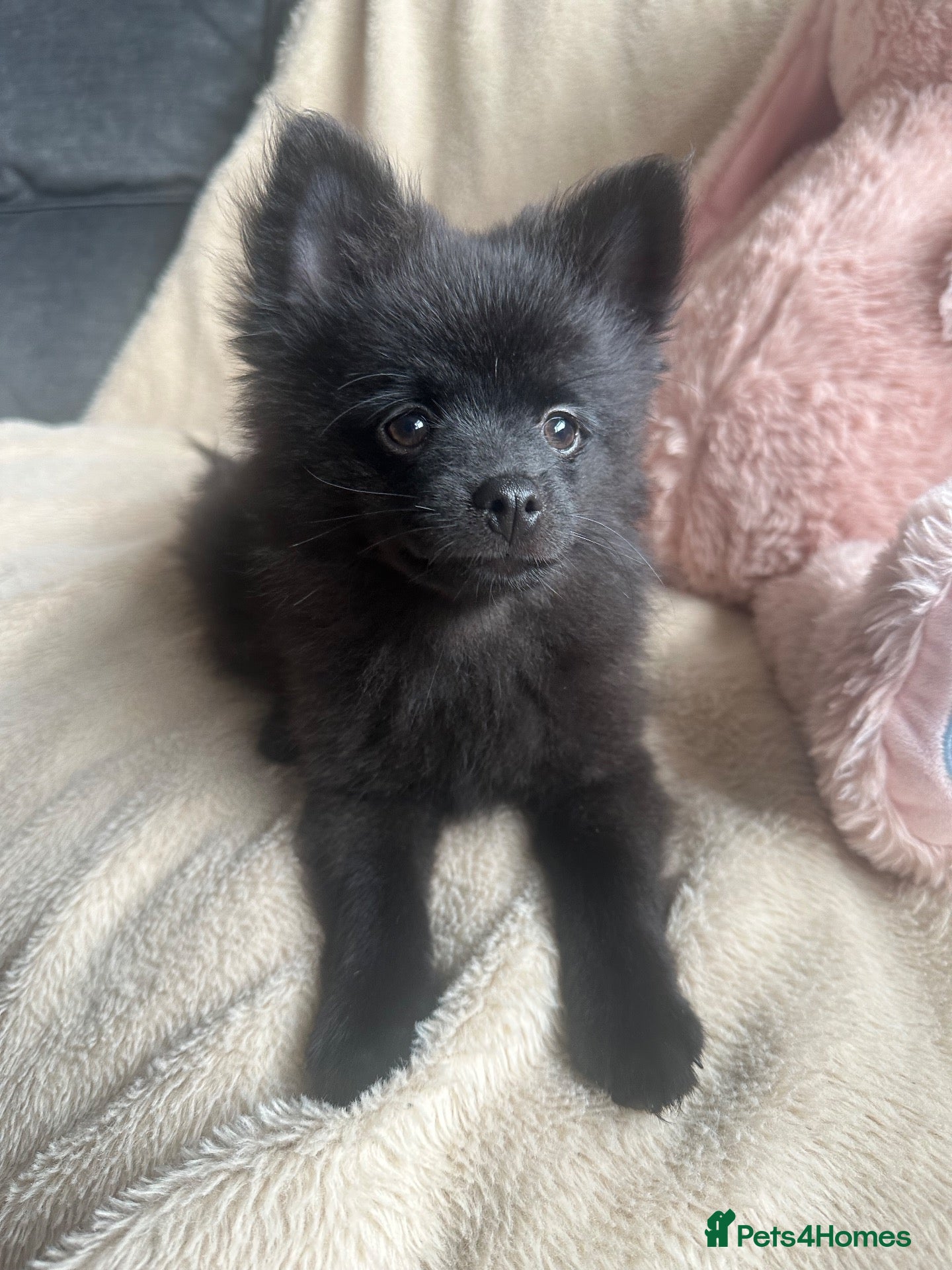 Pomchi dogs 💙 Last Handsome Black Pomchi Boy — Ready Now! 💙 - Advert 2