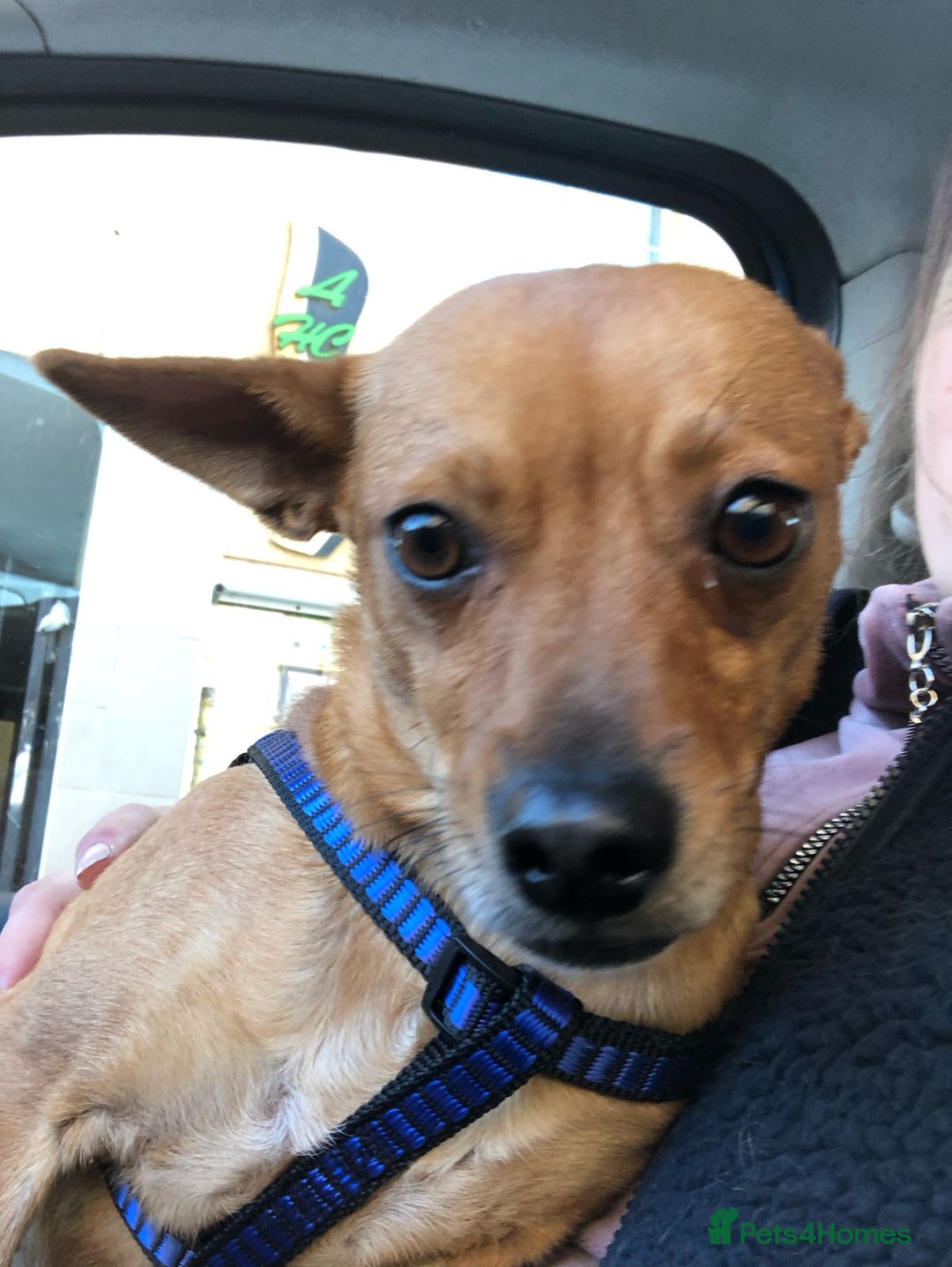 Chihuahua dogs for adoption: ❤️🐶 LILA – A Little  Soul Searching for Love 🐶❤️ - Image 5