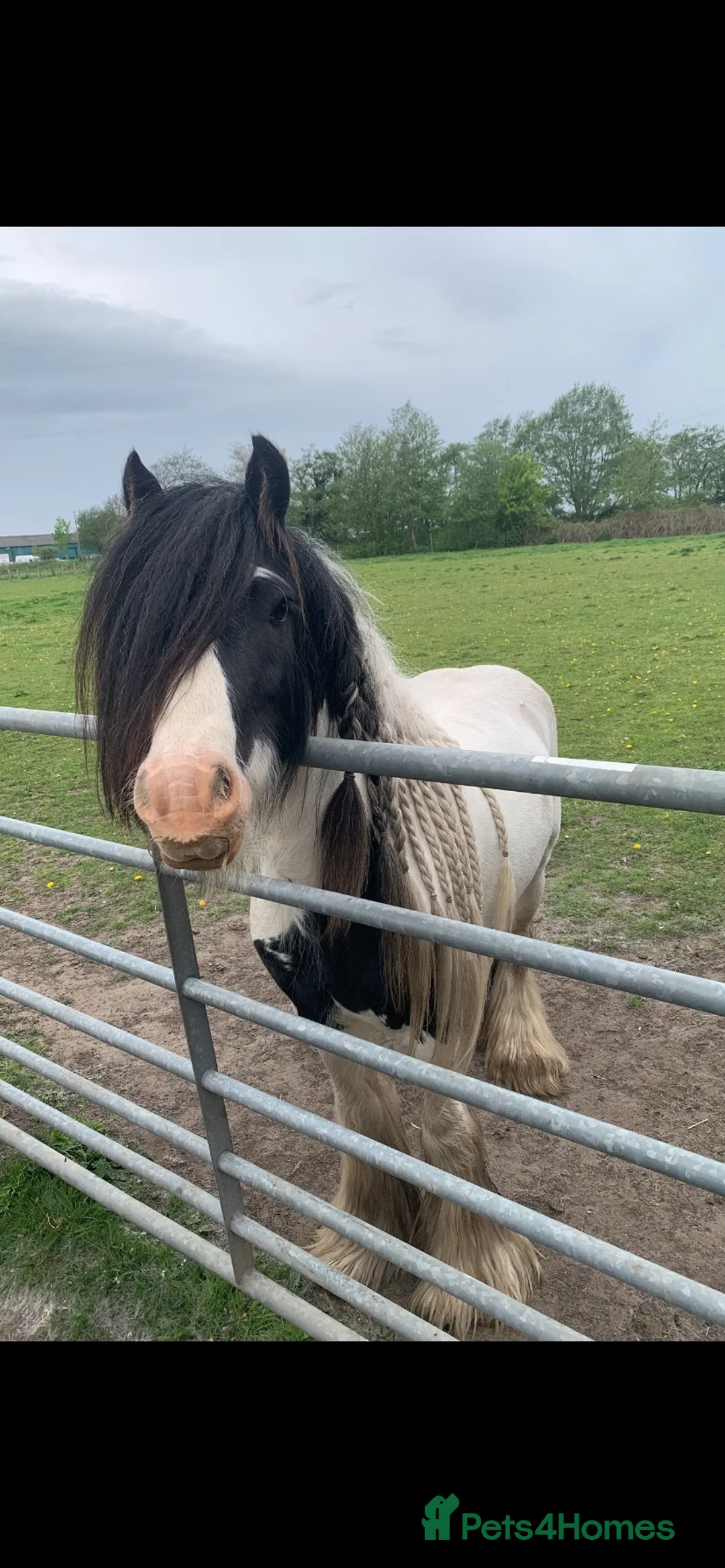 Irish Cob horses for sale: Sweet cob - Advert 2