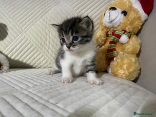 Mixed Breed cats Beautiful Ragdoll mixed kittens for Sale - Advert 11