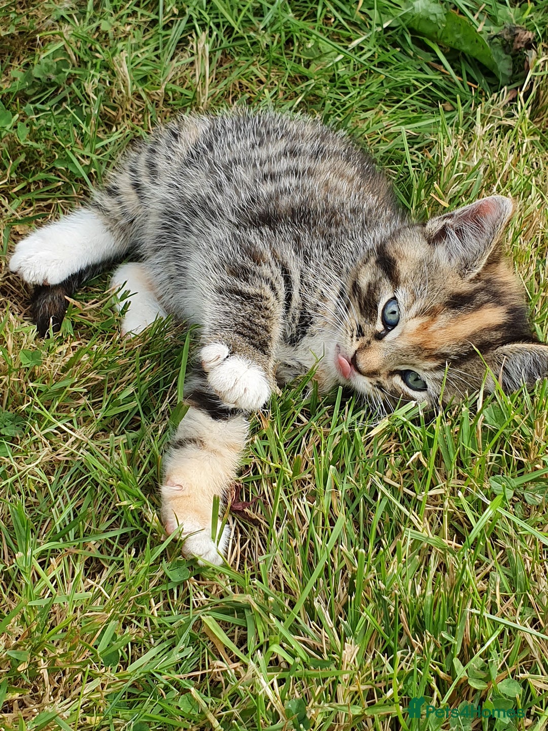 Mixed Breed cats for sale: Adventurous Kittens - Image 3