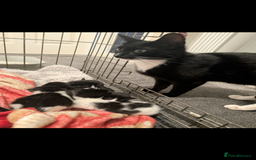 Mixed Breed cats for sale: 3 female kittens ready to leave - Image 2
