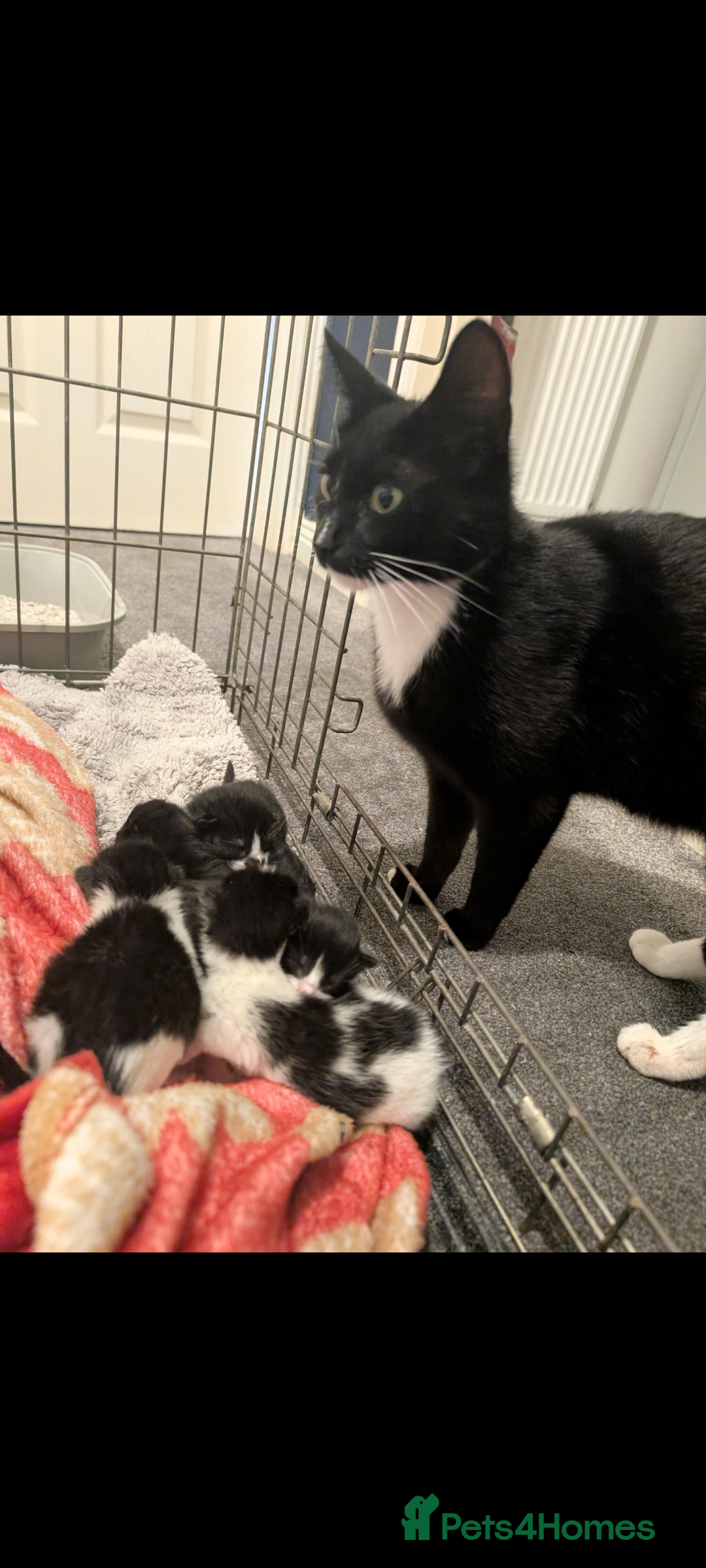 Mixed Breed cats for sale: 3 female kittens ready to leave - Image 2