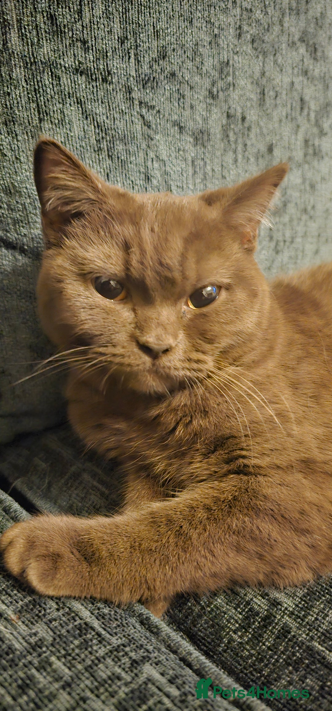 British Shorthair cats for sale: Purebred British Shorthair Female Cat - Image 1