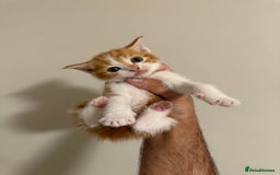 Mixed Breed cats for sale: cross breed Scottish fold cross main coon  - Image 16