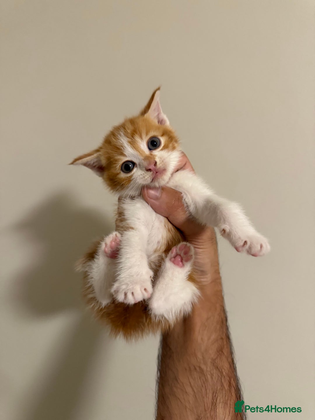 Mixed Breed cats for sale: cross breed Scottish fold cross main coon  - Image 16