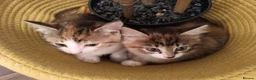 Mixed Breed cats for sale: 2 female kittens for sale - Advert 12