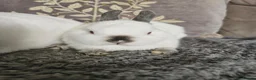 Netherland Dwarf rabbits for sale: Pointed white Himalayan netherland dwarfs  - Advert 5