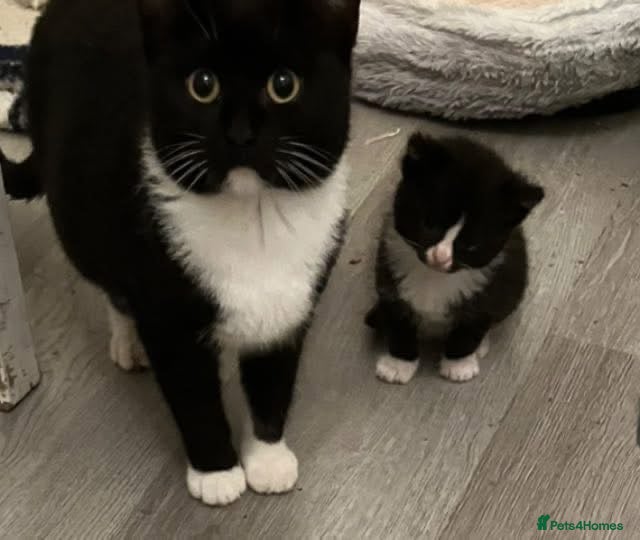 Mixed Breed cats 4 kittens looking for new homes - Advert 2