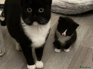 Mixed Breed cats 4 kittens looking for new homes - Advert 2