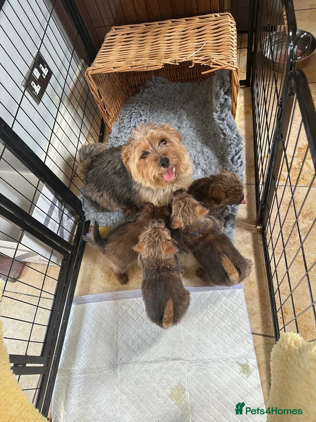 Norfolk Terrier dogs for sale: Amazing Norfolk Terrier Puppies STOP CLASS - Advert 6