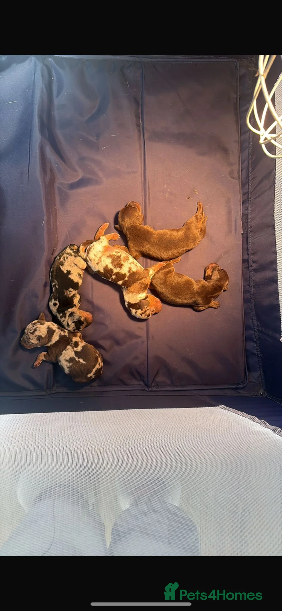 Miniature Dachshund dogs for stud: PROVEN KC Reg Miniature dachshund stud isabellatan - Advert 7