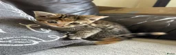 Mixed Breed cats for sale: Beautiful Kittens - Advert 19