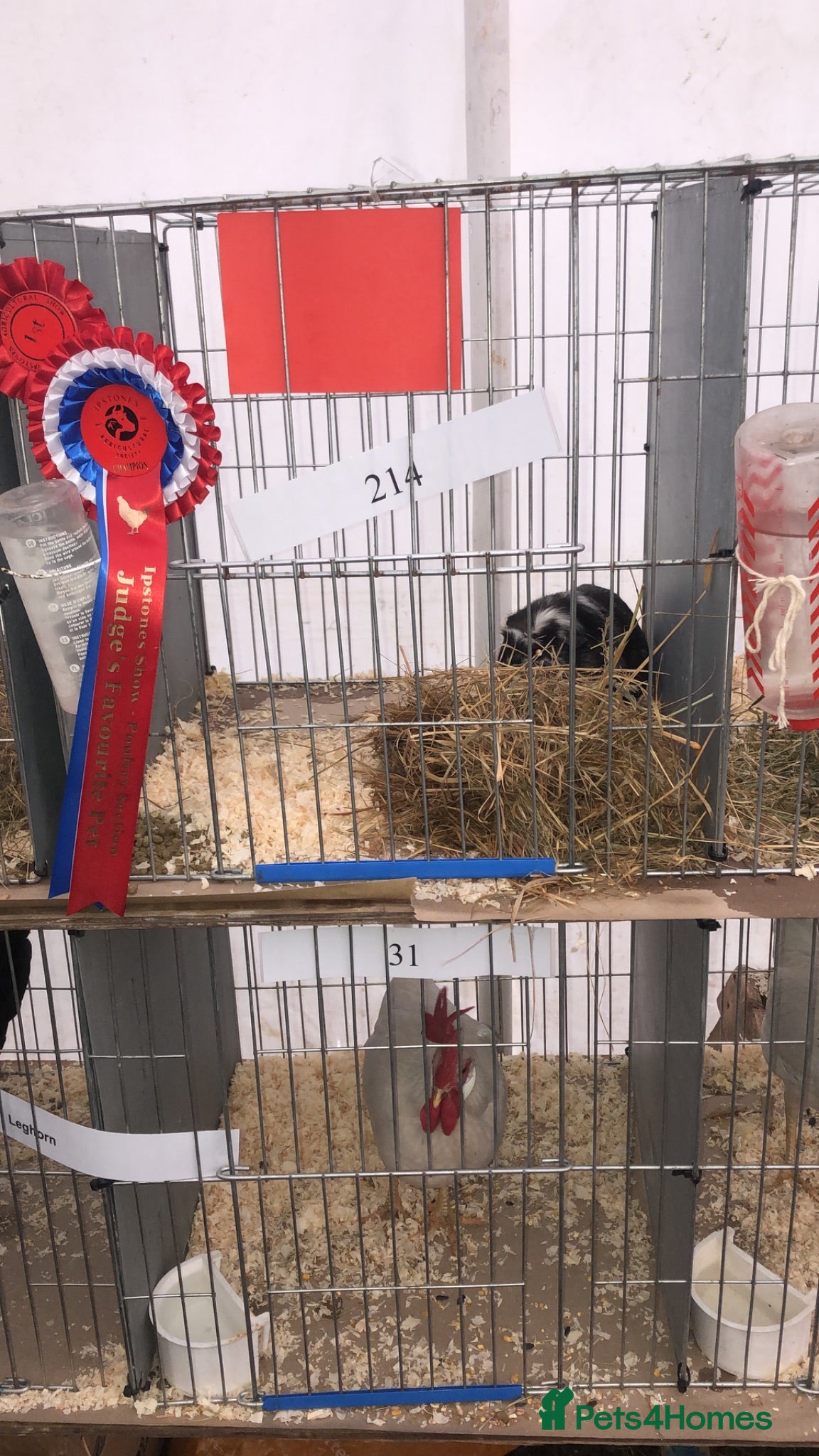 Guinea Pig rodents Blue and white teddyand crested shelti bonded male - Advert 16