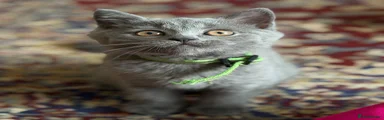 British Shorthair - Green 