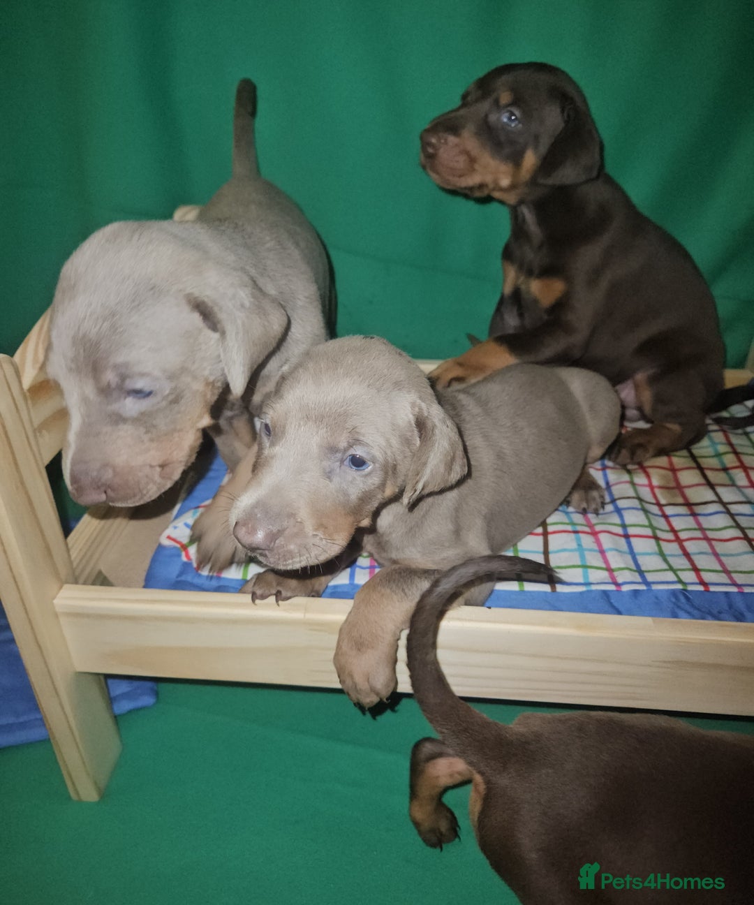 Dobermann dogs for sale: International Champ Bloodlines Pups Ready 25th DEC - Advert 13