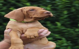 Hungarian Vizsla dogs for sale: All puppies now reserved/rehomed  - Image 7