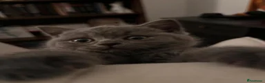 British Shorthair 1
