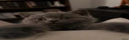 British Shorthair cats for sale: British shorthair kitten  - Advert 7