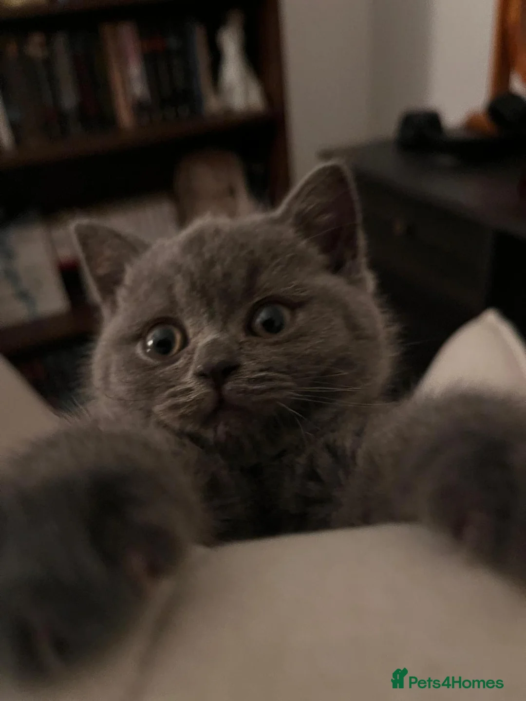 British Shorthair cats for sale: British shorthair kitten  - Advert 7