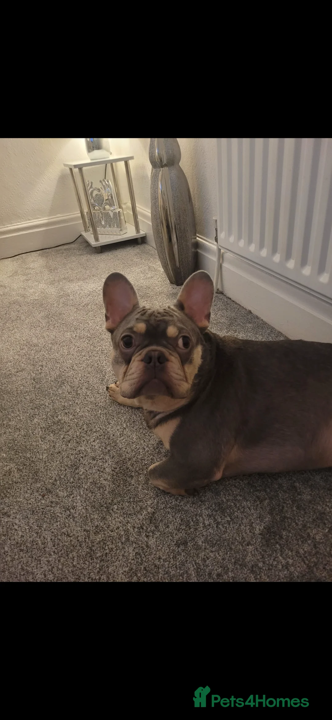 French Bulldog dogs for sale: Loving Male French Bulldog - Advert 4