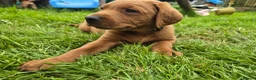 Labrador Retriever dogs for sale: STUNNING FOX RED BOYS - READY TO GO - Advert 2