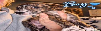 Mixed Breed 2
