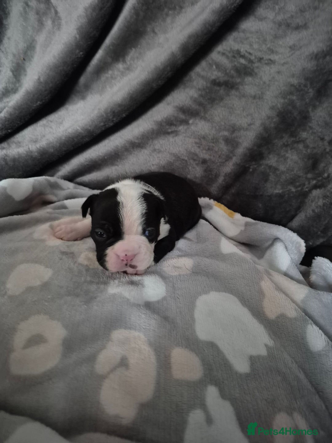 Boston Terrier dogs for sale: Gorgeous chunky Boston terrier pups - Advert 12
