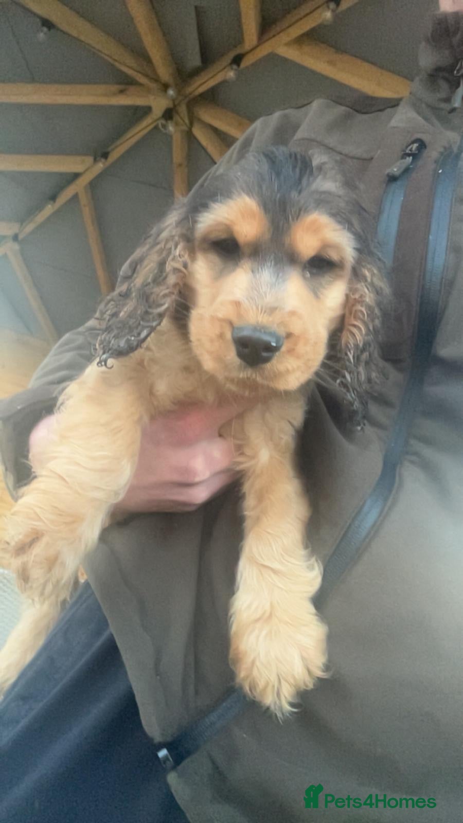 Cocker Spaniel dogs Show type cocker spaniel puppy’s.  - Advert 6