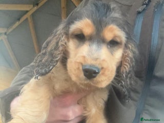 Cocker Spaniel dogs Show type cocker spaniel puppy’s. - Advert 6