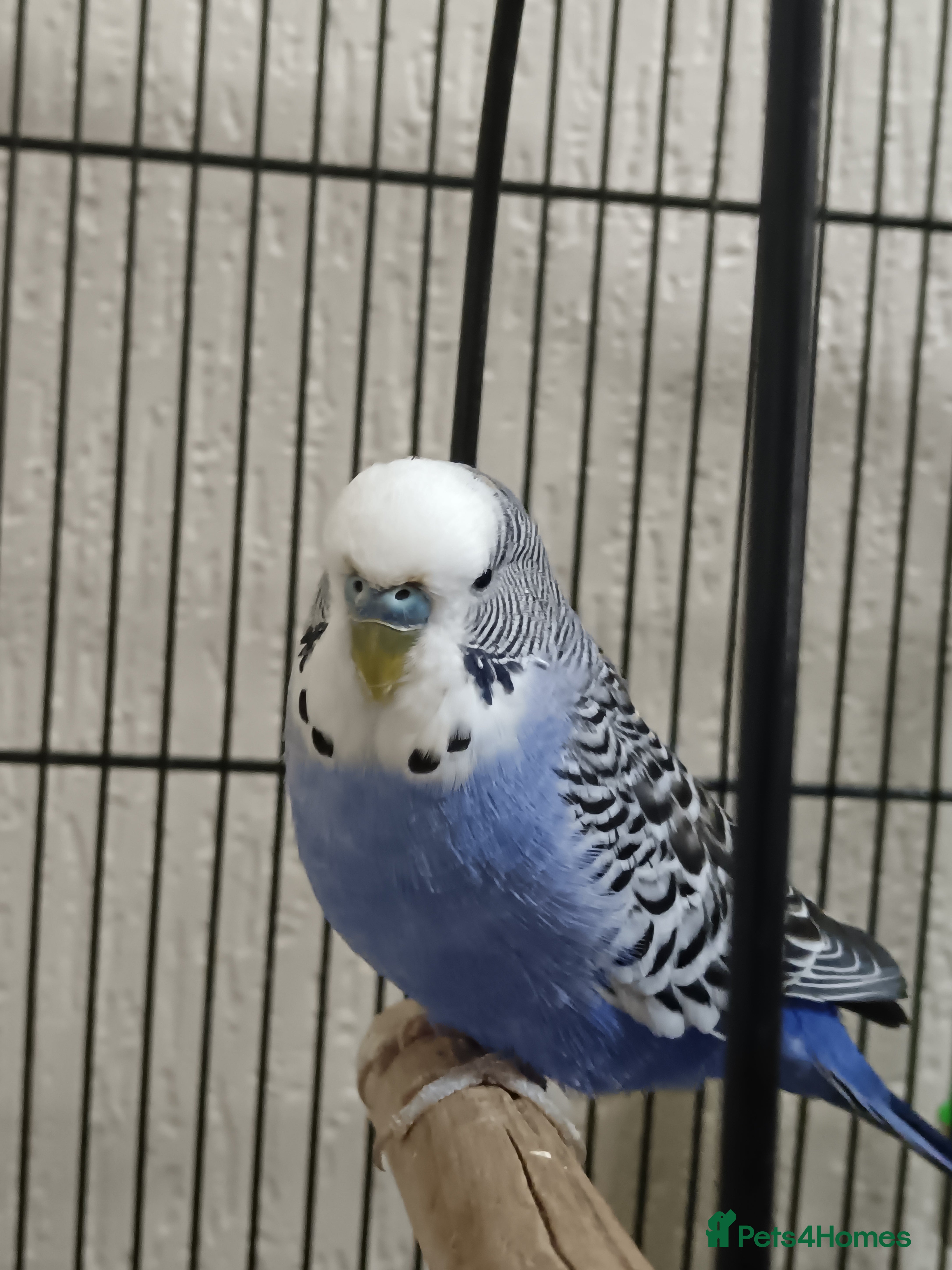 Budgerigars birds Beautiful Blue Budgie 🐦 - Advert 1