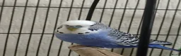 Budgerigars birds for sale: Beautiful Blue Budgie 🐦 - Advert 1