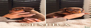 Simba