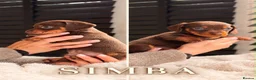 Miniature Dachshund dogs for sale: Miniature dachshund puppies  - Advert 3
