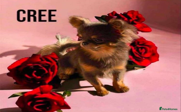 Chihuahua dogs - Advert 2