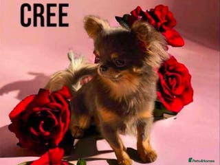 Chihuahua dogs tiny 1.3kg blue and tan stud - Advert 3