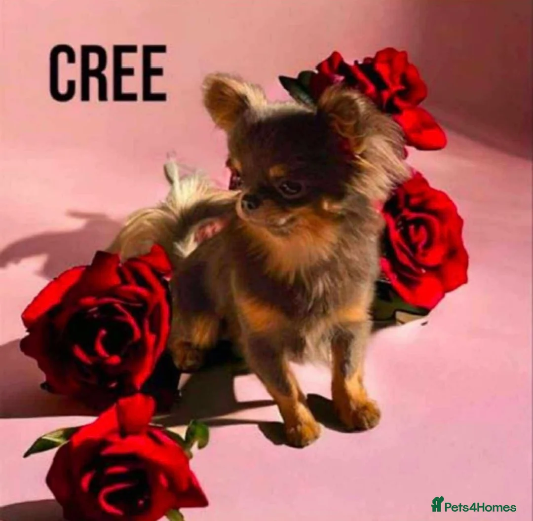 Chihuahua dogs for stud: tiny 1.3kg blue and tan stud  - Advert 1