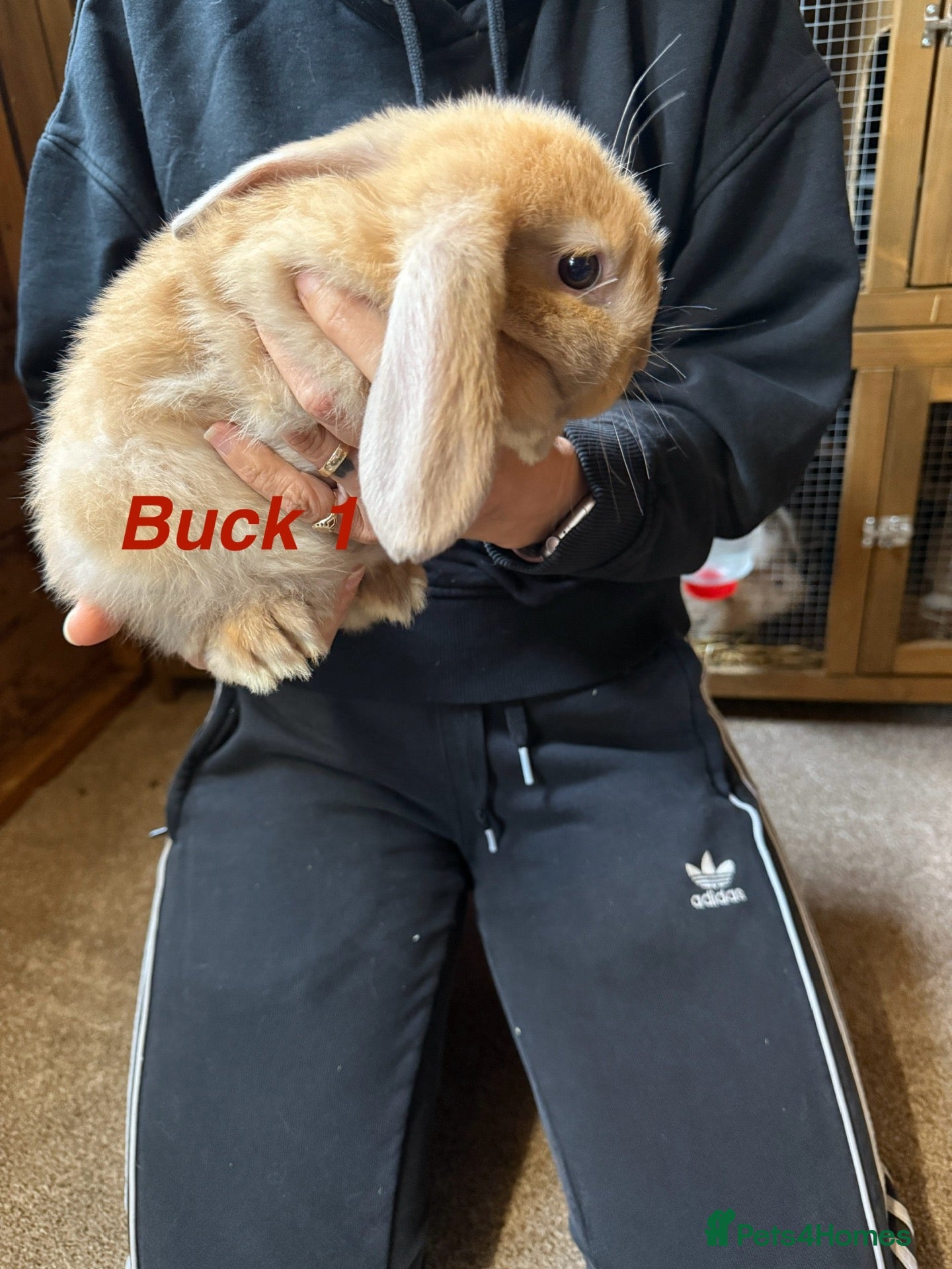 Mini Lop rabbits for sale: Gorgeous mini lop babies - Advert 2