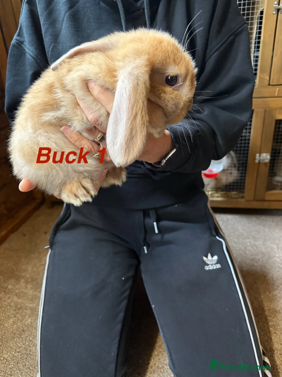 Mini Lop rabbits for sale: Gorgeous mini lop babies - Advert 2