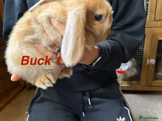 Mini Lop rabbits for sale: Gorgeous mini lop babies - Advert 2