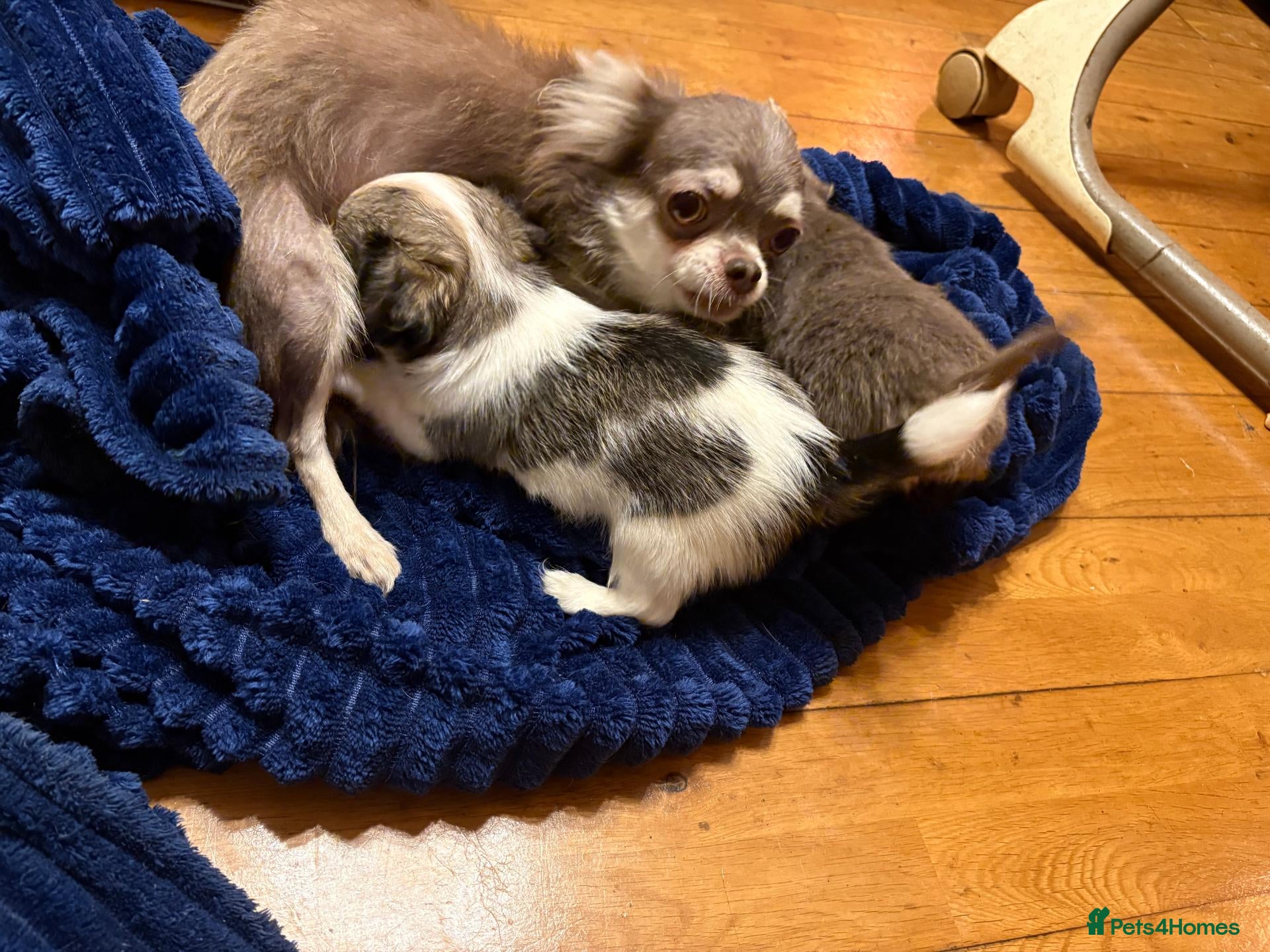Chihuahua dogs Lovely tiny chihuahua puppies for sale  - Advert 1