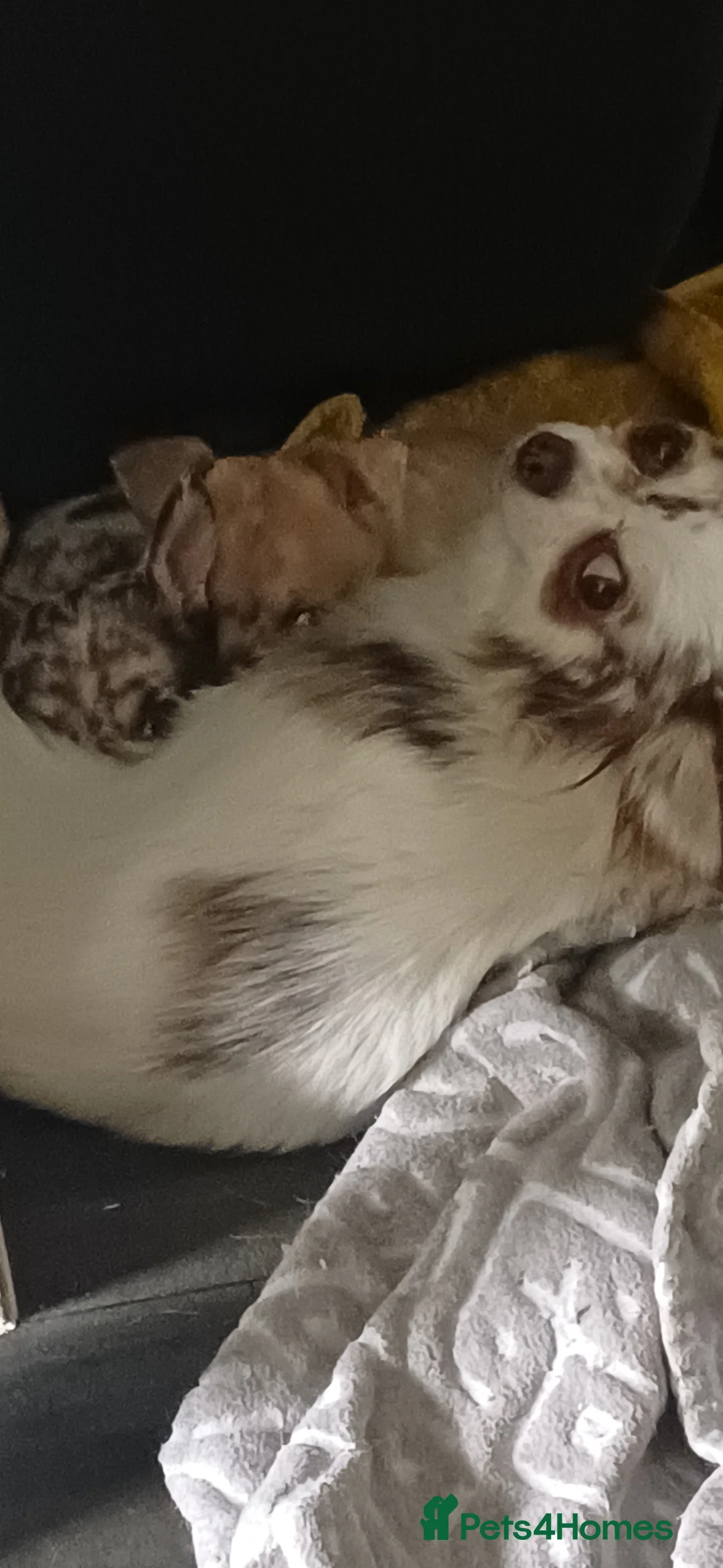 Chihuahua dogs for sale: Chihuahua Puppies 🐶  in Gloucester - Advert 2