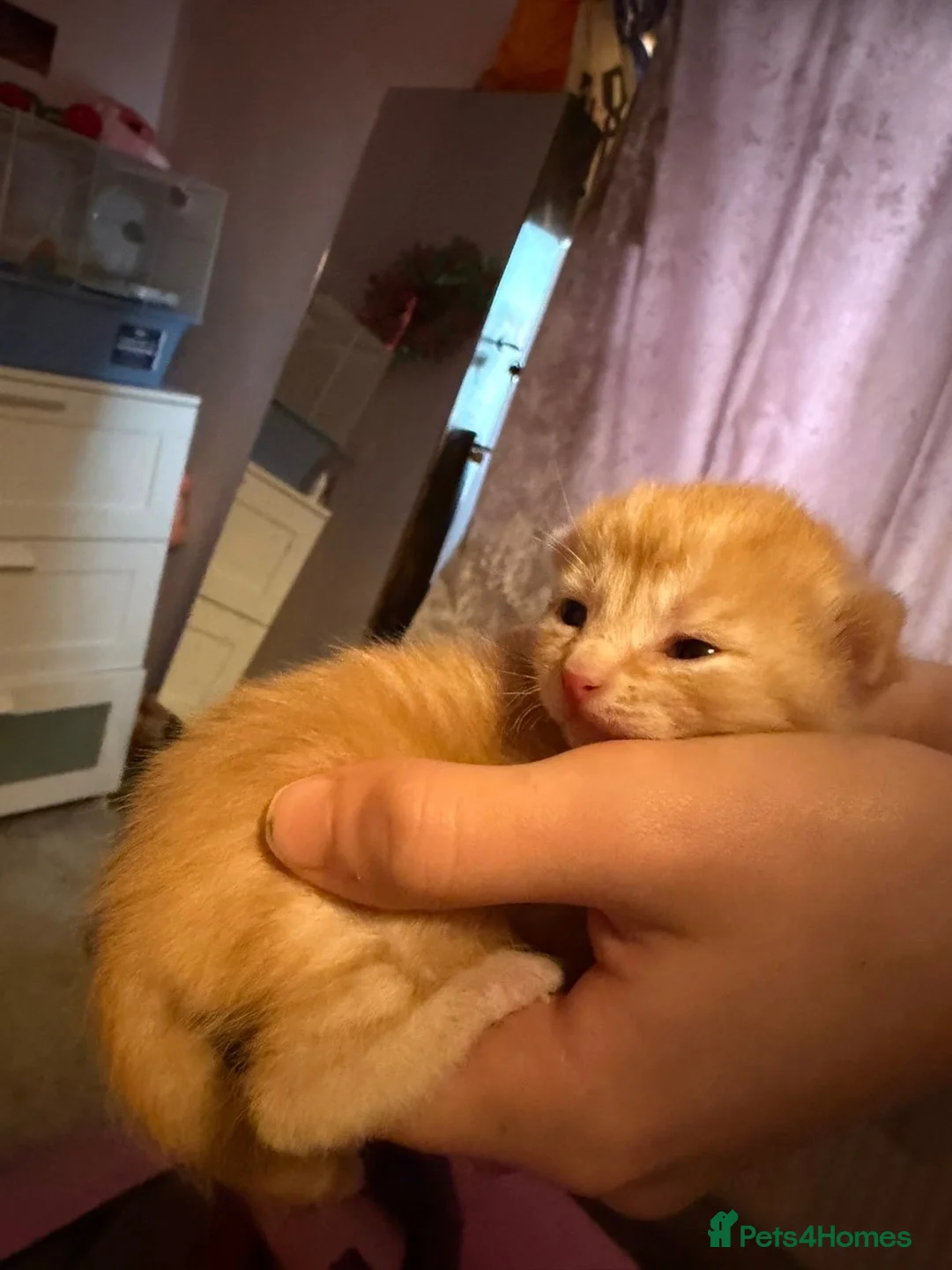 Mixed Breed cats for sale: Ginger boy kitten - Advert 2
