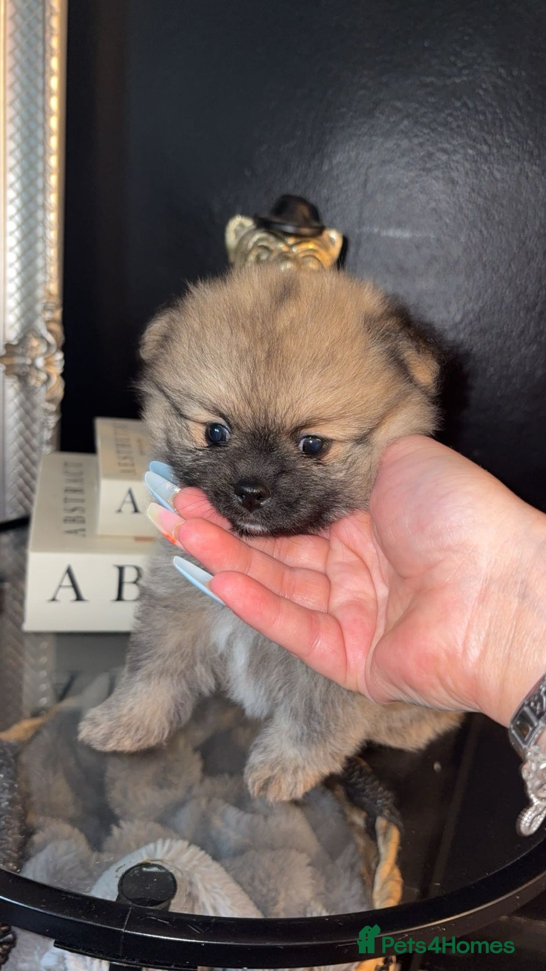 Pomeranian dogs for sale: Beautiful tiny Pomeranian puppies  - Advert 10